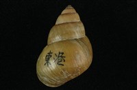藏品(石田螺)的圖片